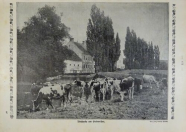 1917 - alter Druck - Viehherde am Gutsweiher